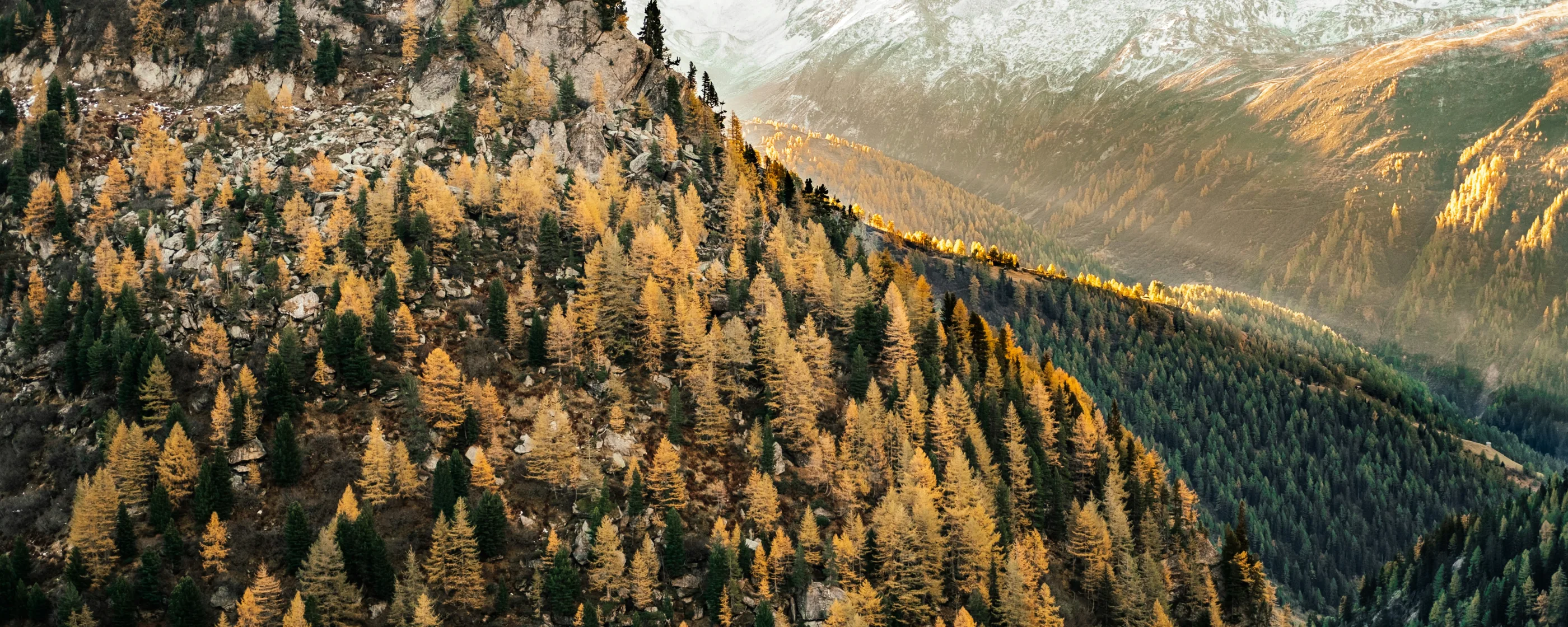 joel-jasmin-forestbird-1JapEeqwLsM-unsplash